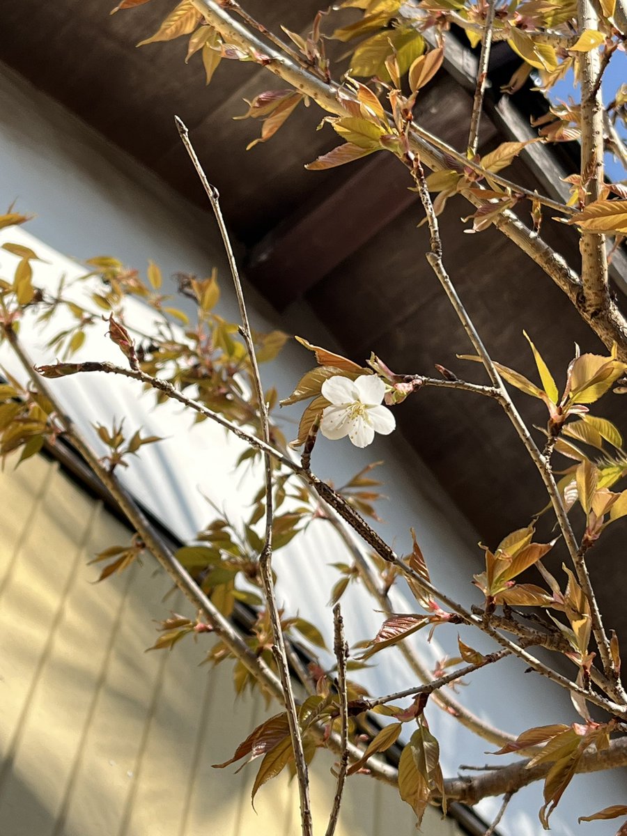 庭の山桜が咲きました！
🌸