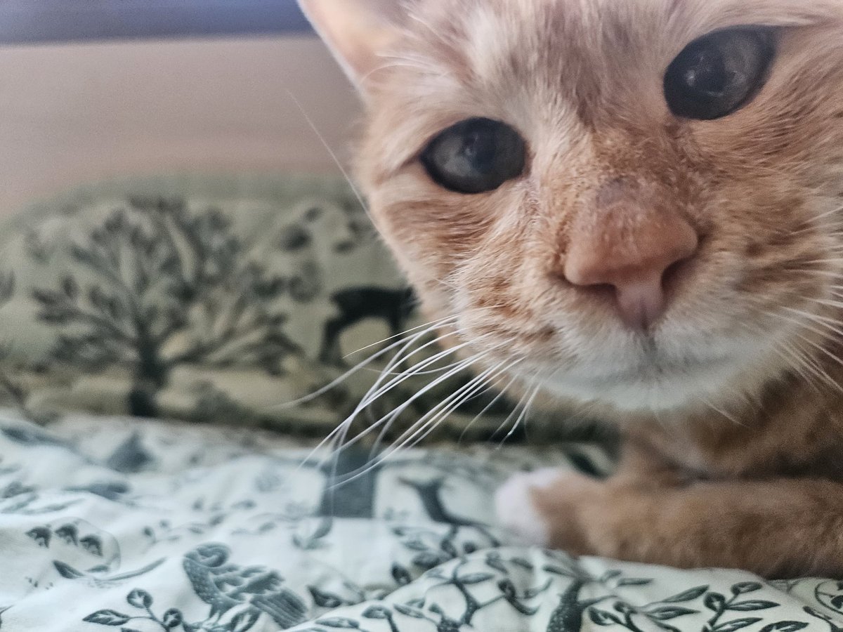 so picky tweet media