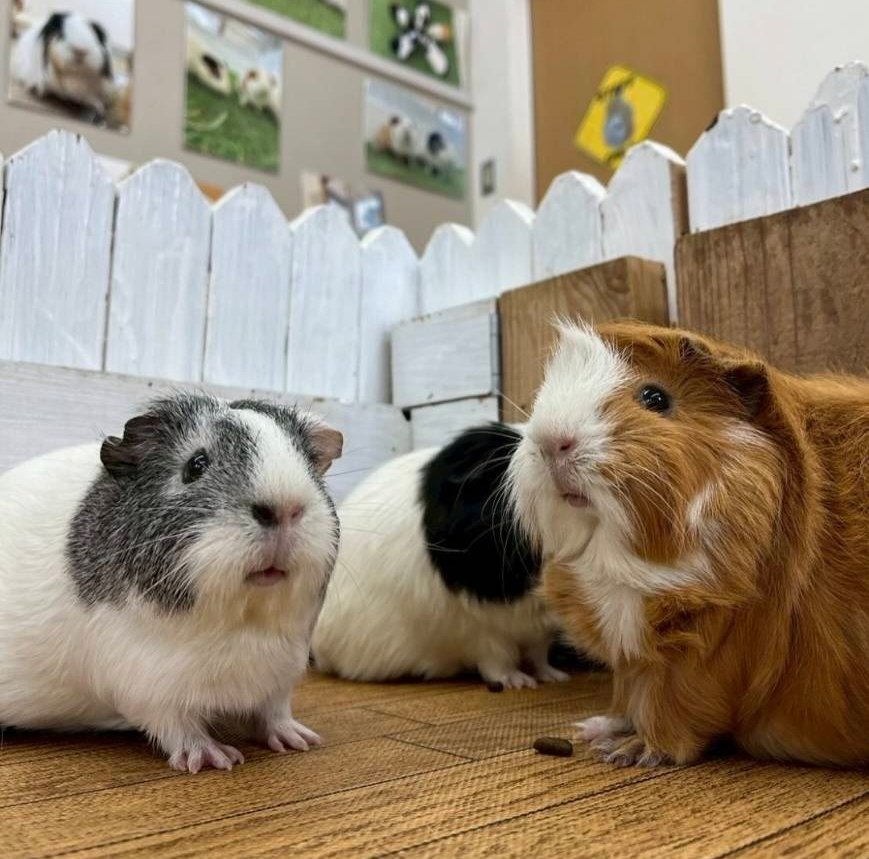 エクステリア設計施工会社チェリーガーデン🌴広報担当Saのつぶやき😋 tweet media