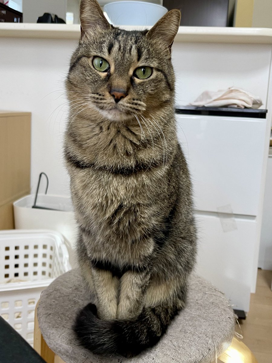 猫整体　キュベレイ tweet media