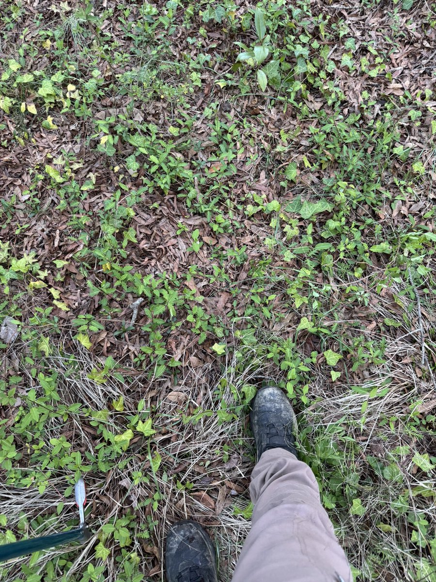 Crocodile Cam⚡️🇨🇻 tweet media