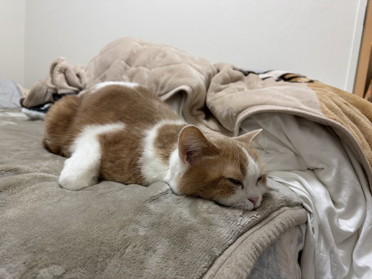 nnyankit's tweet photo. にゃんきちちゃんのこの寝方かわいい！🥰 https://t.co/dRbA45D1yS