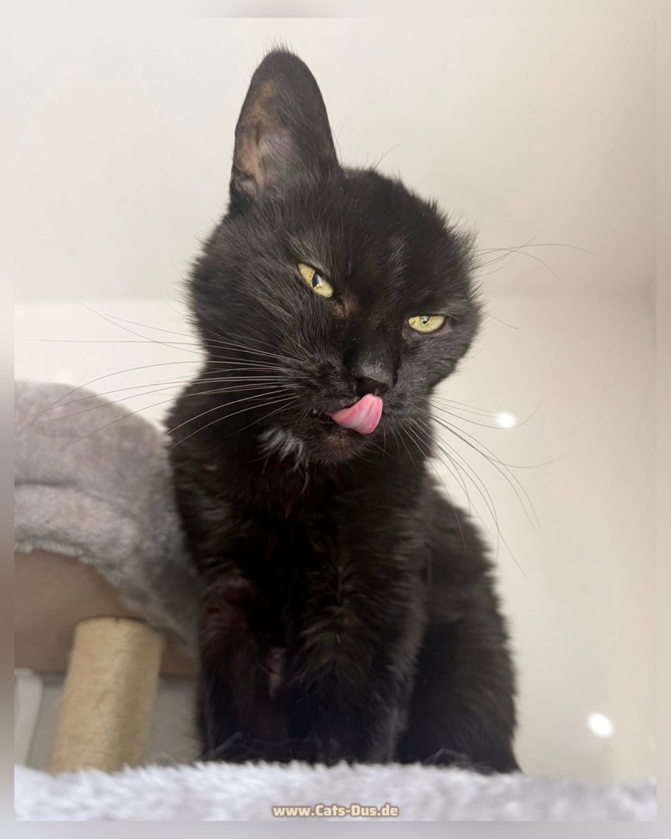 Tiger und Sternchen tweet media