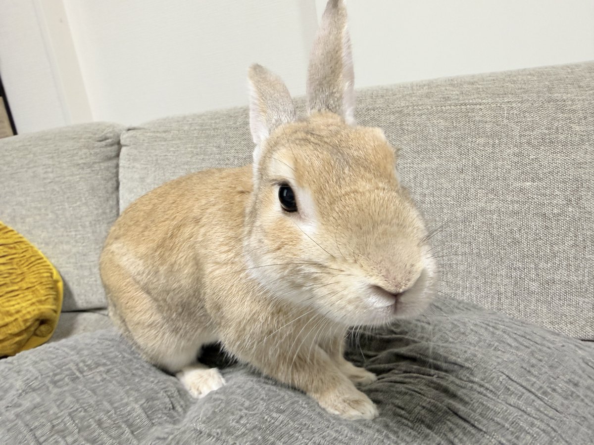 仗助🐰とAndy😛 tweet media