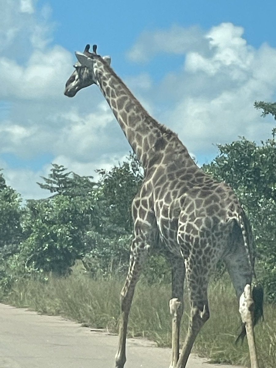 A day in the Kruger Park