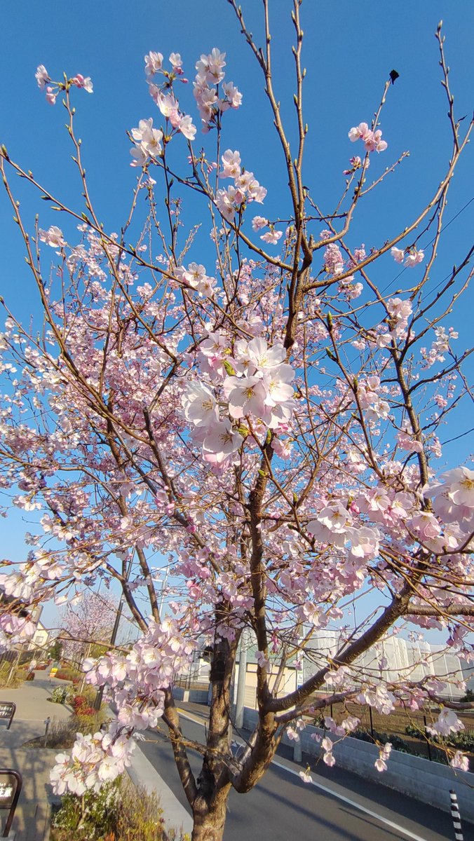 今朝も突き抜ける青空☀
気持ち良いですね〜😆
髪切って更にさっぱりしましょ✂
本日空き枠有ります。
御予約お待ちしております。
#おはようございます #調布 #理容室 #床屋 #予約詳細はHPより #LINE予約  #夕方枠延長中 #調布の春
