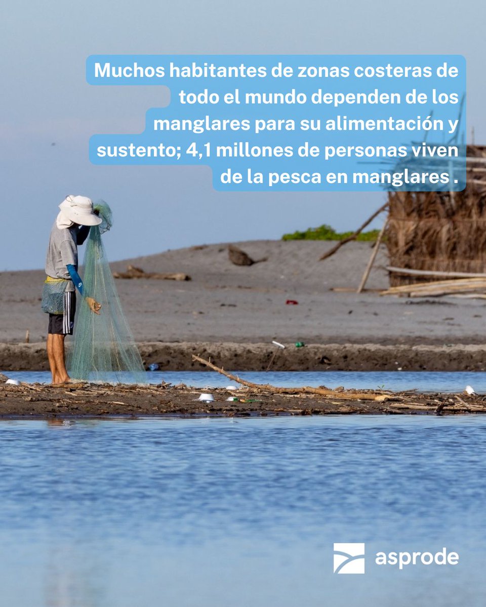 AsprodeSV's tweet photo. 🍃¿Qué sabés sobre los manglares? 

Te contamos 4 datos clave sobre su importancia 

Fuentes: National Geographic, ZSL y Ocean Conservancy

#Manglares #MedioAmbiente https://t.co/WU1EyparXk