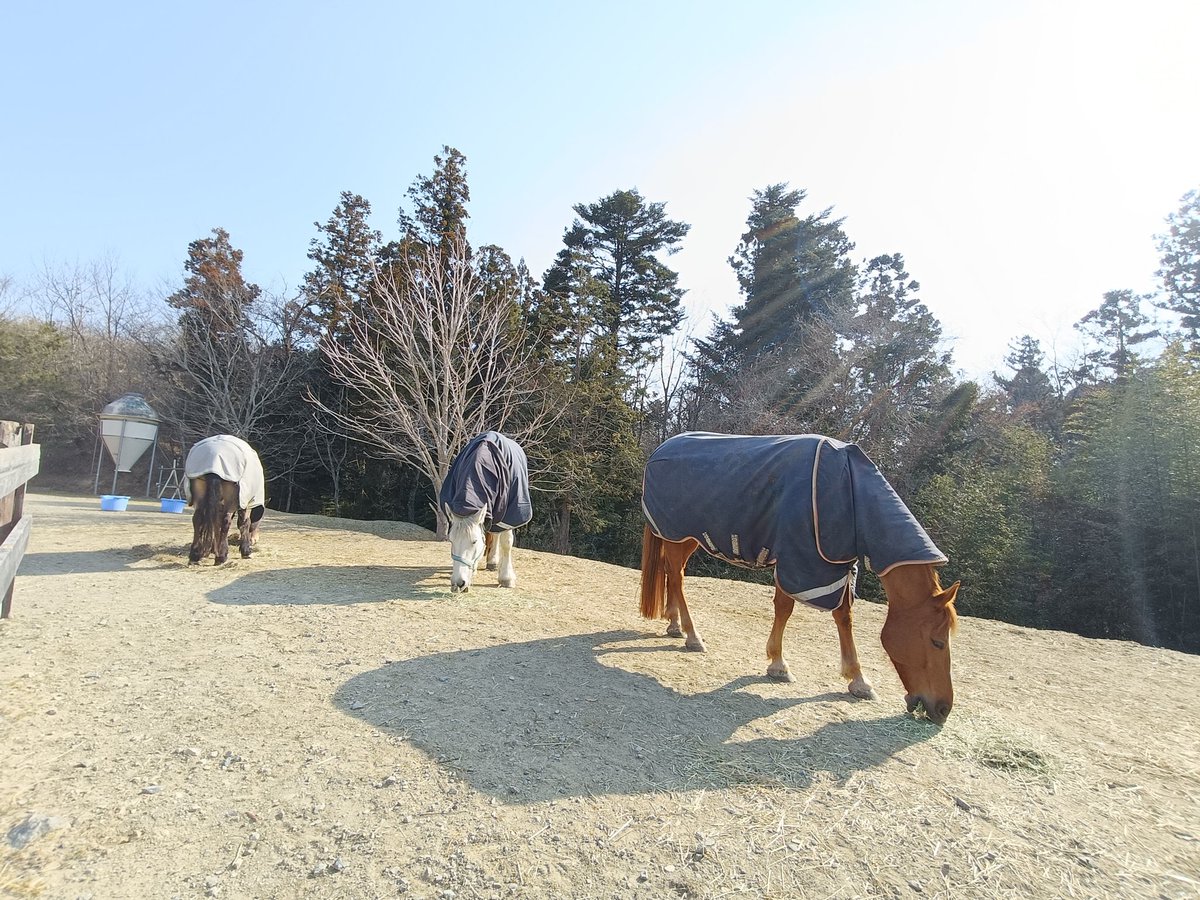 厩舎みちくさ 南相馬市小高区 tweet media