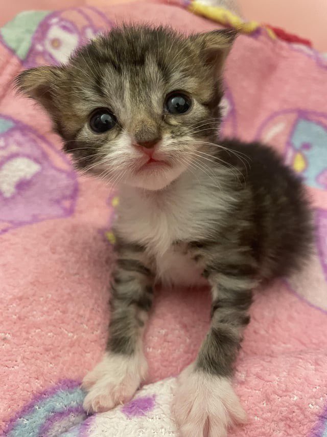 hum dinky tweet media