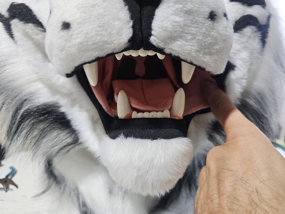 Zeng Tiger 🇧🇷 tweet media