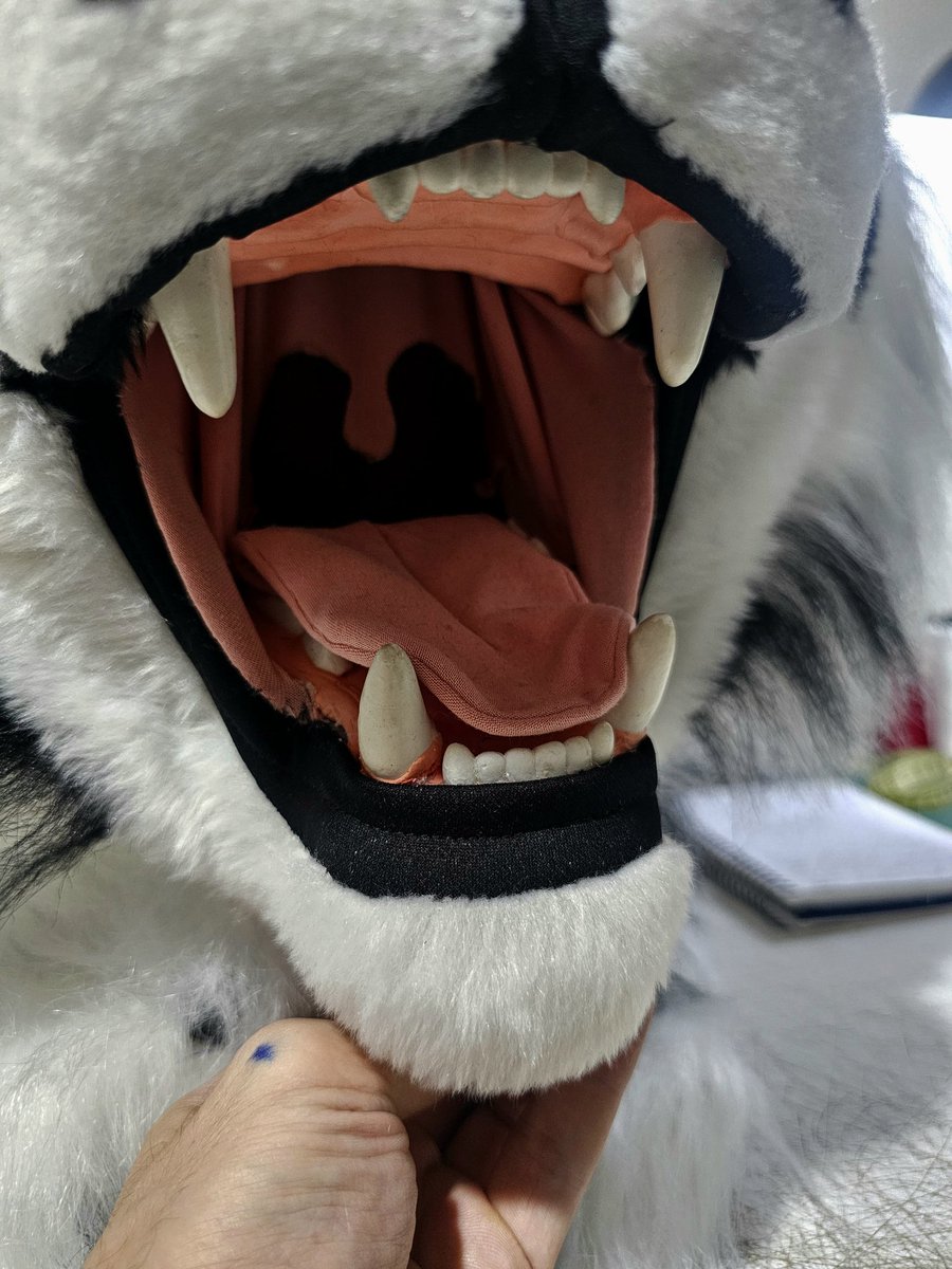 Zeng Tiger 🇧🇷 tweet media