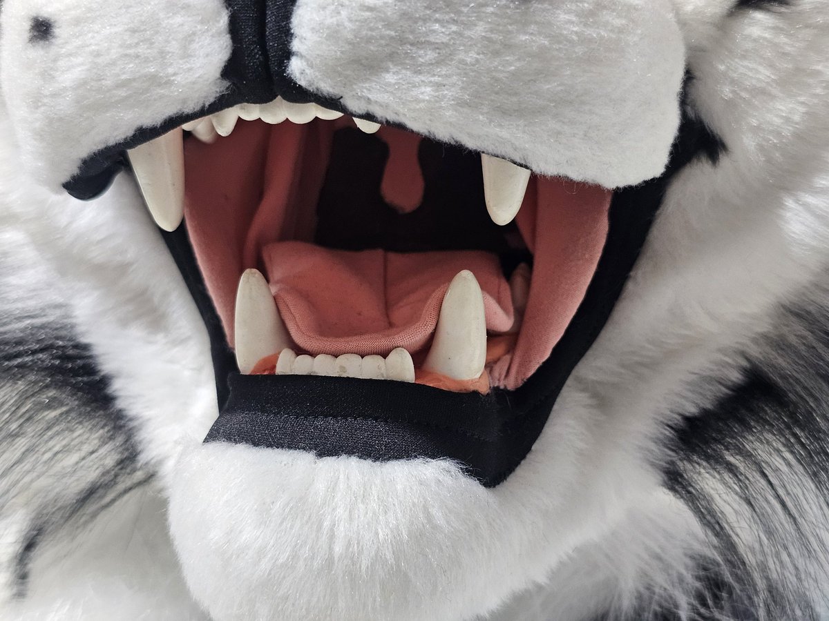 Zeng Tiger 🇧🇷 tweet media