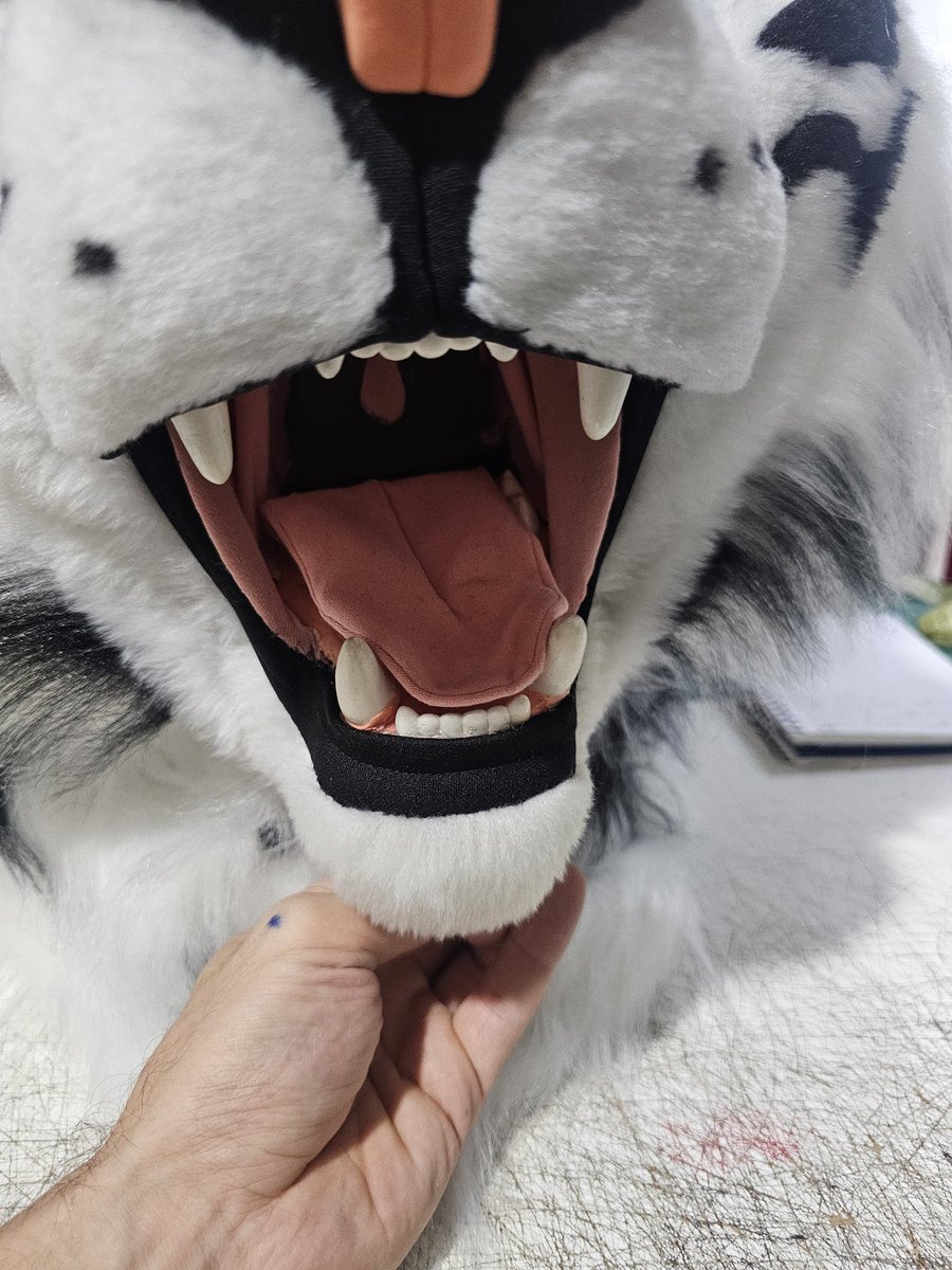 Zeng Tiger 🇧🇷 tweet media