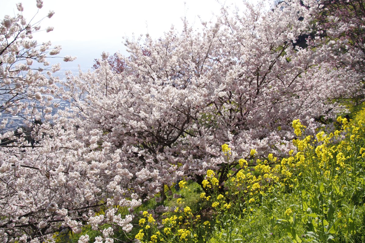おはようございます。本日、菜花まつりは最終日となります。9～16時です。満開の春めき桜のお花見をお楽しみください。

naitouen.com/agripark/

#あぐりパーク嵯峨山苑 #菜花まつり #陽光桜 #春めき桜 #松田町
