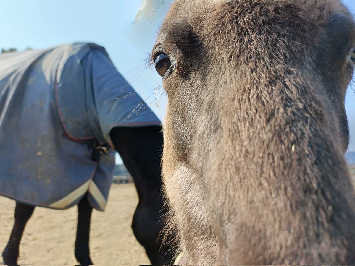 厩舎みちくさ 南相馬市小高区 tweet media