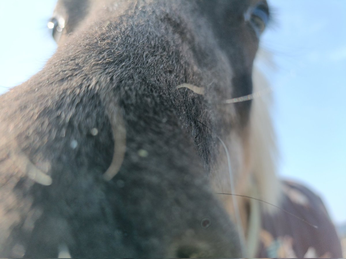 厩舎みちくさ 南相馬市小高区 tweet media