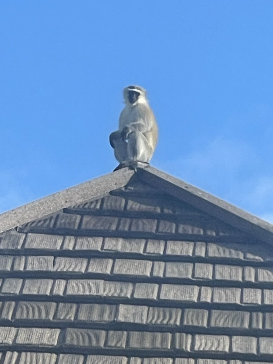 Jan Laubscher (@janbrink) on Twitter photo 