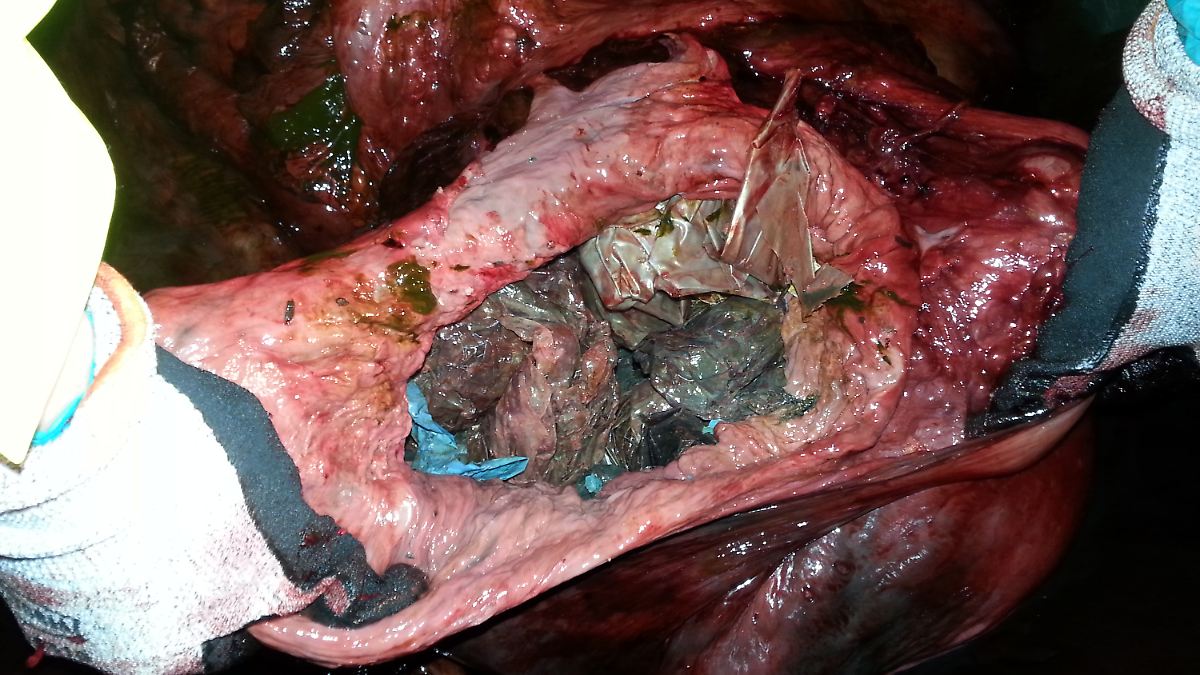 𝖕𝖎𝖘𝖘𝖋𝖊𝖗𝖆♱𝖚 ✠𐕣 tweet media