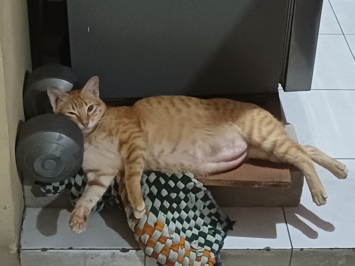 East Dawn tweet media