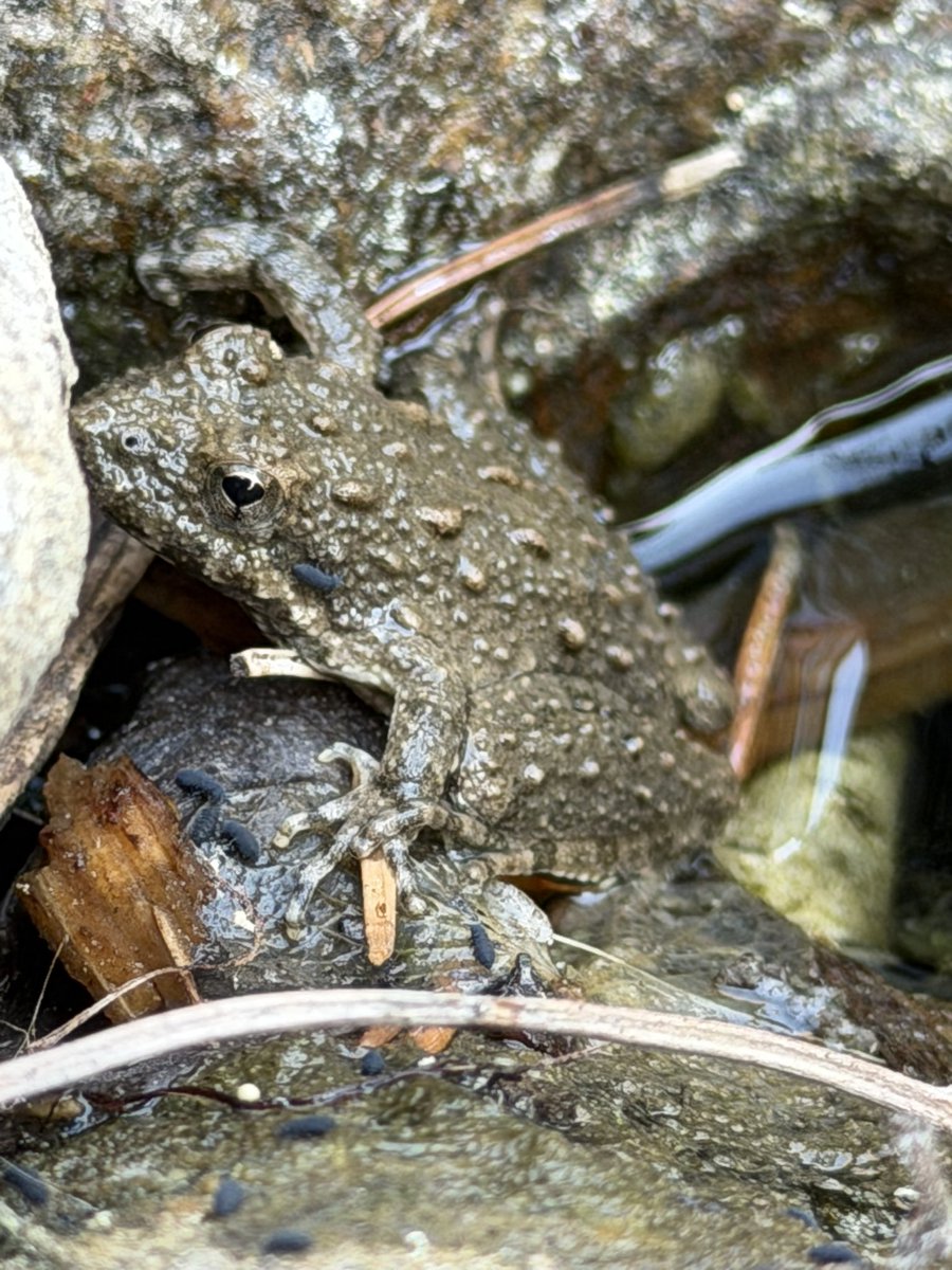 憂鬱唐揚げ tweet media