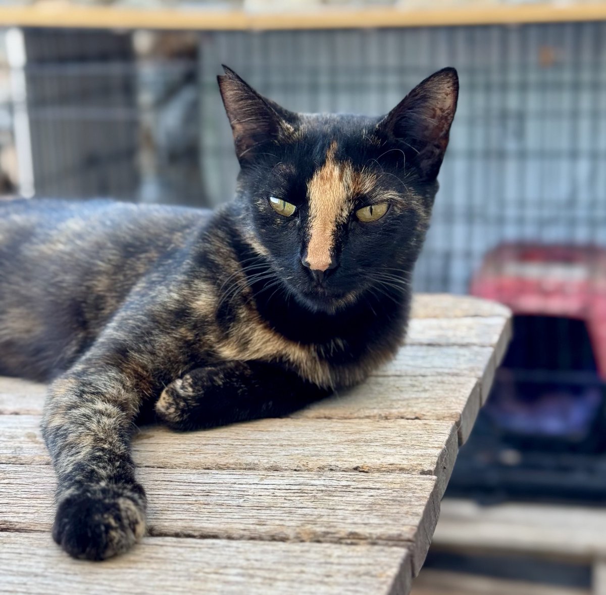 Cats of Iraklia tweet media