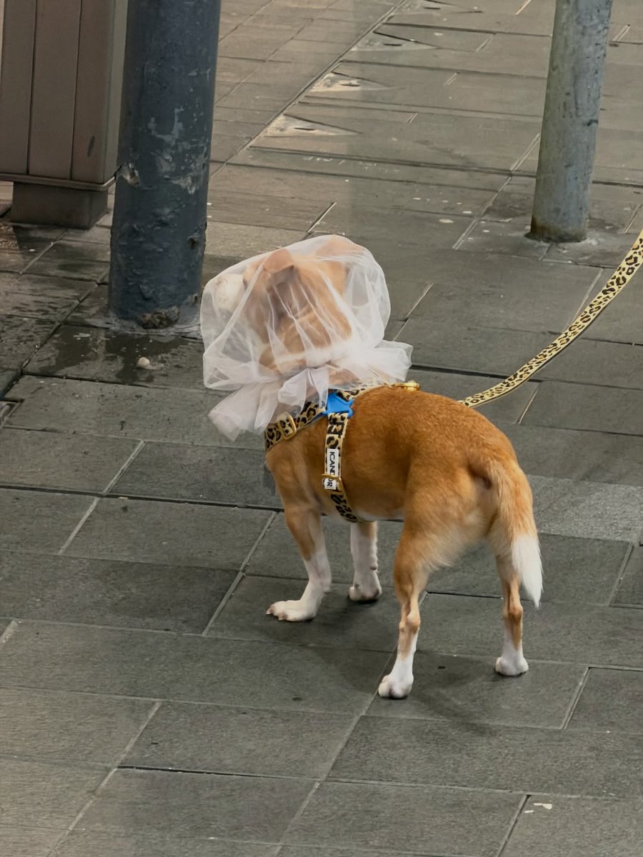 🌹TEAMLTY🌹 tweet media