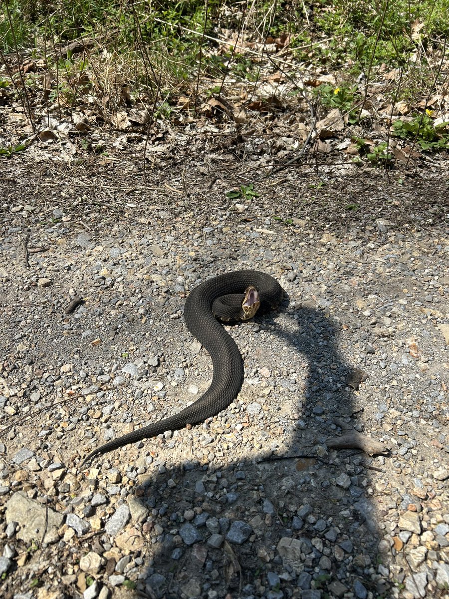 monkey & zoe ❤️ oreo 🌈 tweet media