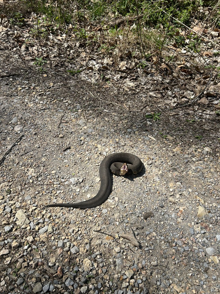 monkey & zoe ❤️ oreo 🌈 tweet media