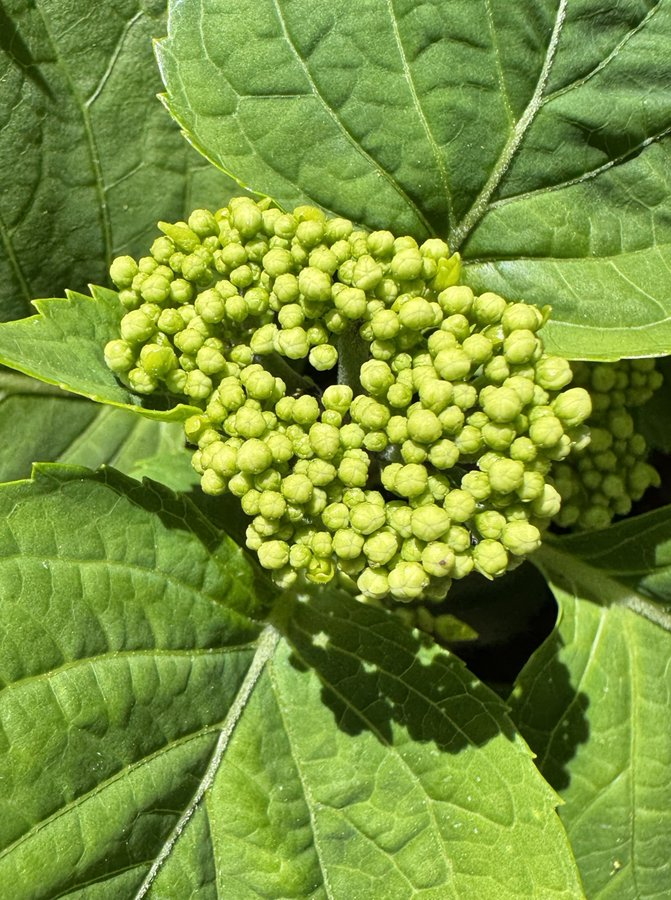 Shantha R. Mohan, Ph.D., DTM tweet media