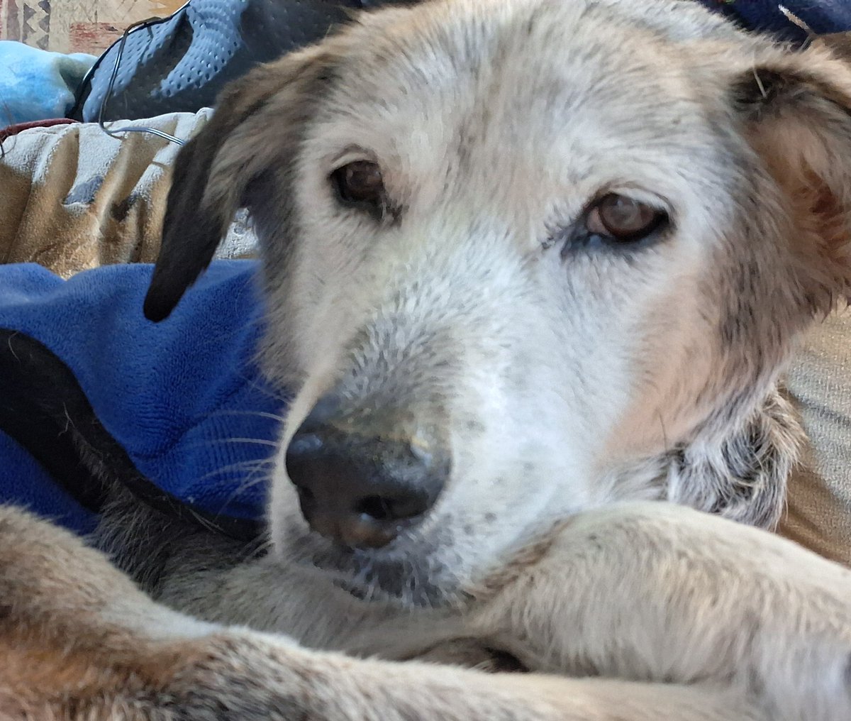 K, Lily & Jasper🌈 & Daphne🌈 tweet media