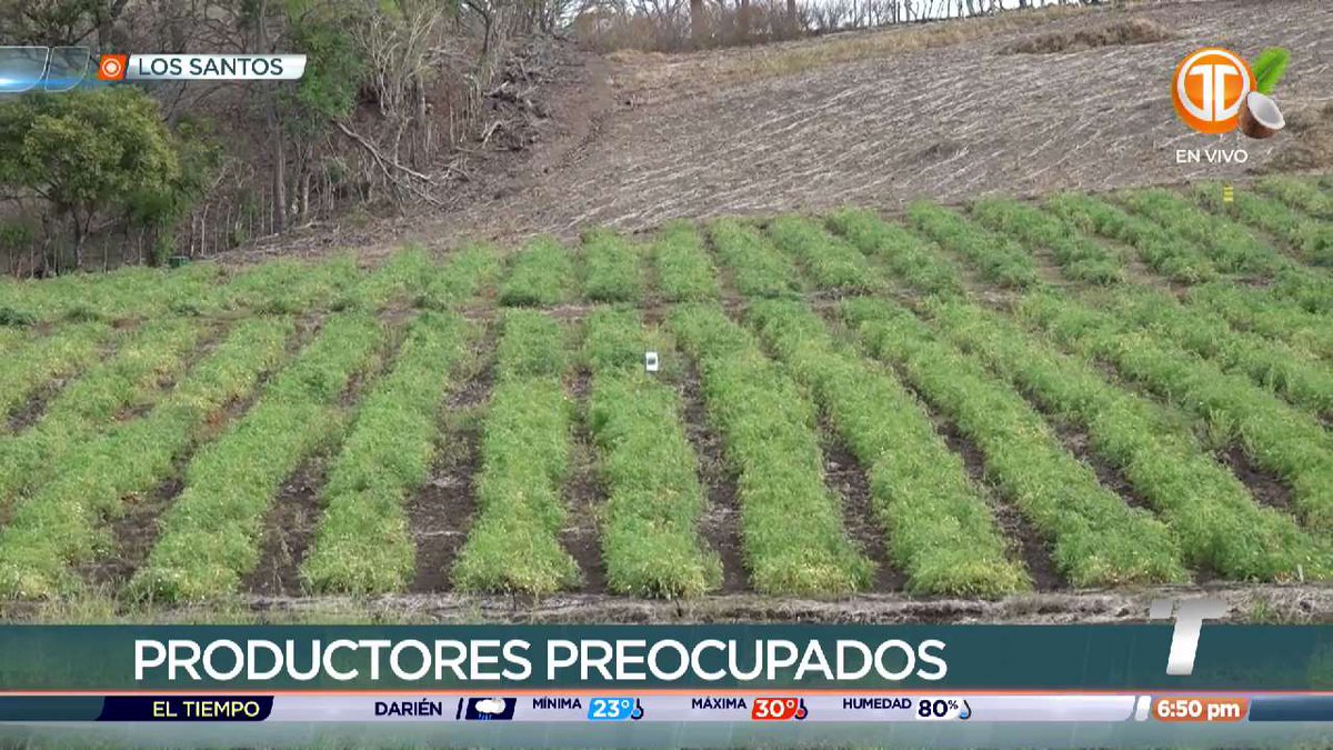 Telemetro Reporta tweet media