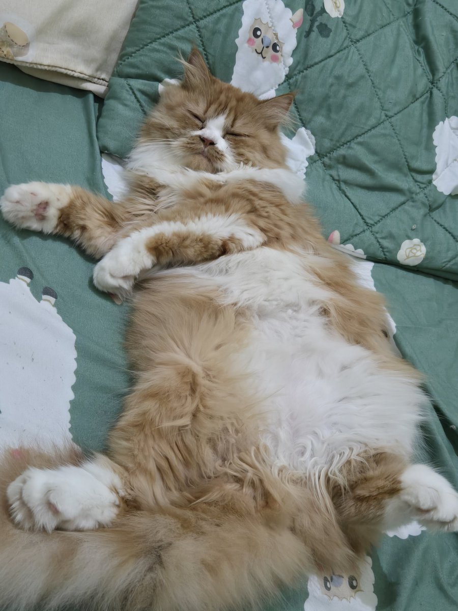 SN5 Fansite tweet media