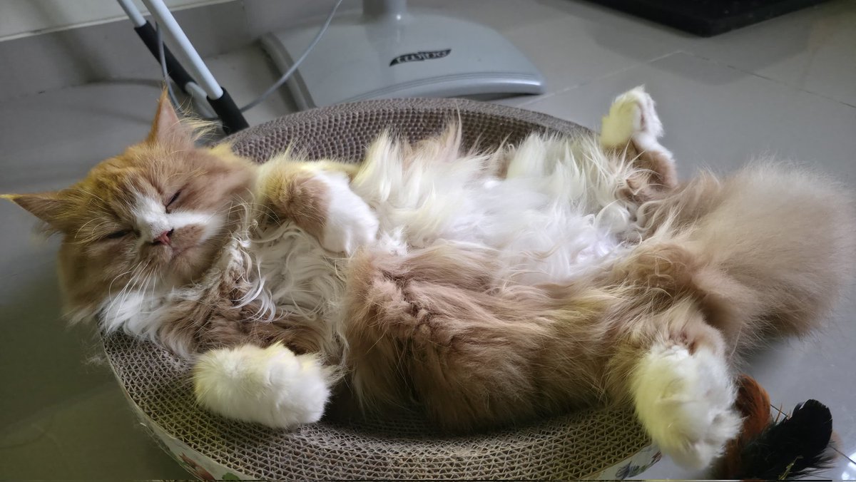 SN5 Fansite tweet media