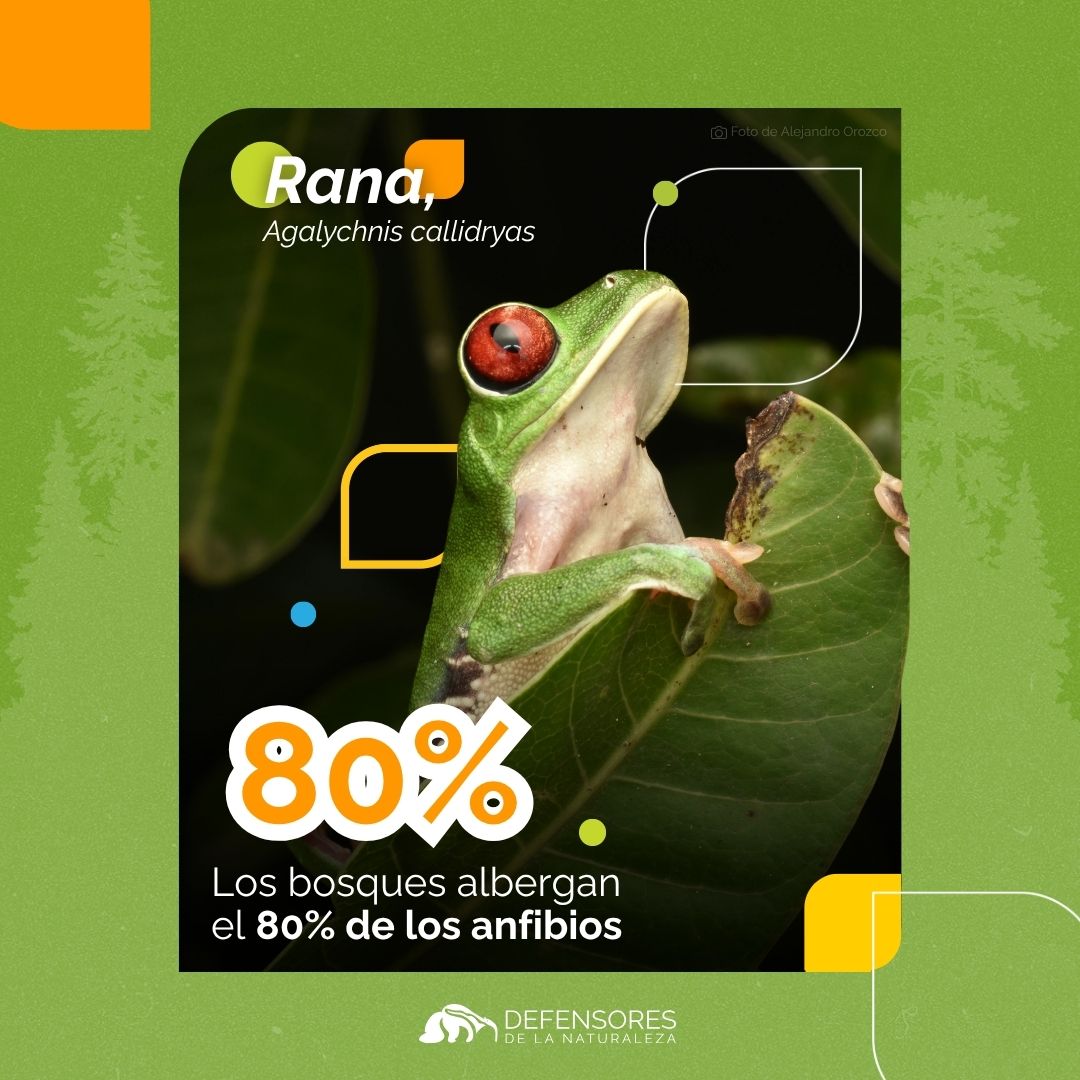 Defensores de la Naturaleza tweet media