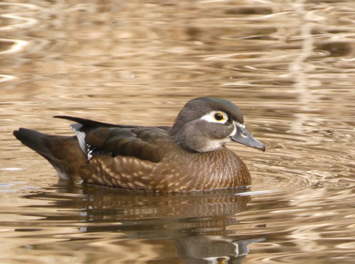 whysper0123's tweet image. wood ducks are always worth the wait @coughdropsh