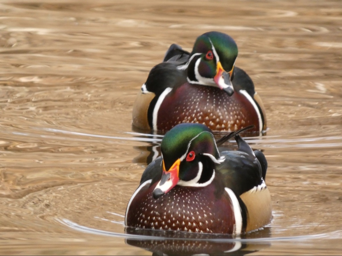 whysper0123's tweet image. wood ducks are always worth the wait @coughdropsh
