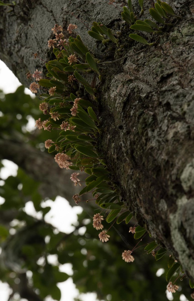 Naresh Swami tweet media