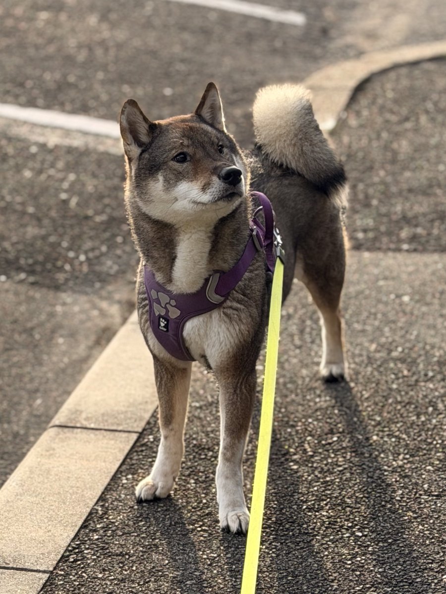 kichitada tweet media