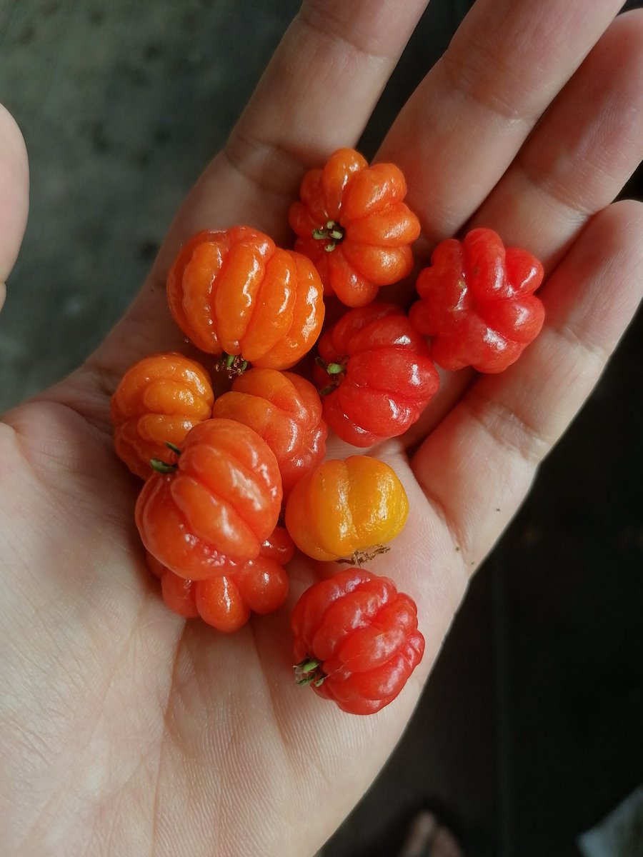 Tira Tan tweet media