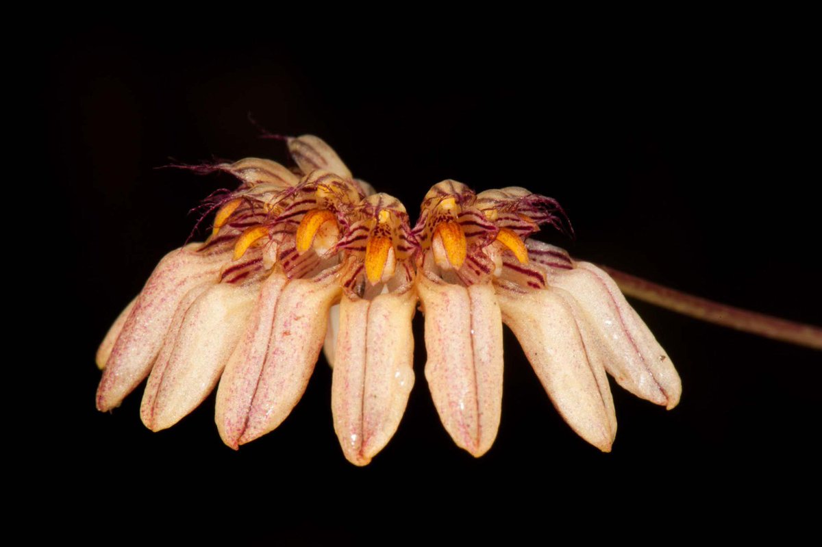 Naresh Swami tweet media