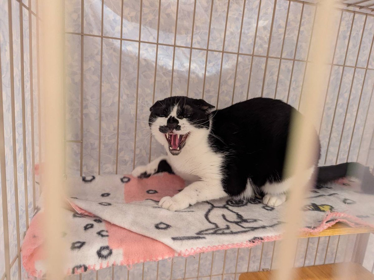 "めぃめぃ"トライアル決定しました❣️
お届けは急遽ですが今日の夕方です
シャイGIRLなめぃめぃは、カフェの環境に中々馴染めず最初はごはんを食べない日々…
でも少しずつめぃめぃのペースで頑張ってくれて、今ではのびのびと過ごしています🫧
初めておもちゃで遊んでくれた時、