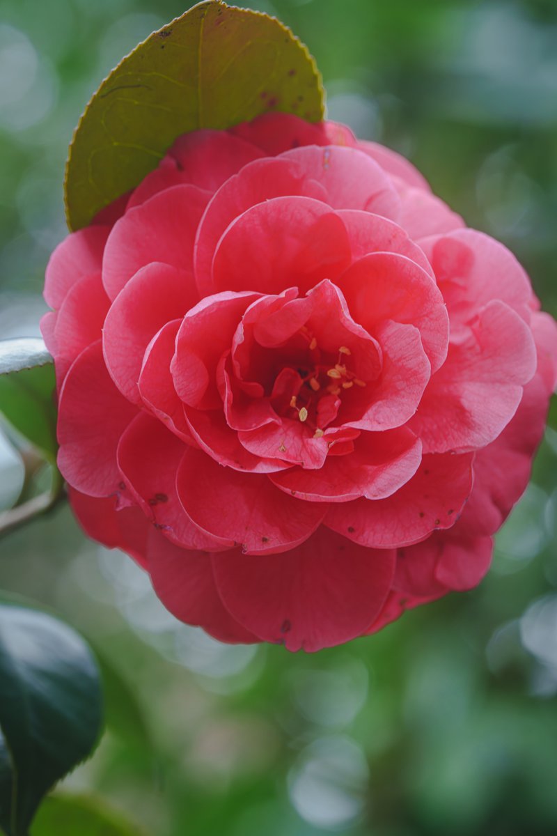 マクロ tweet media