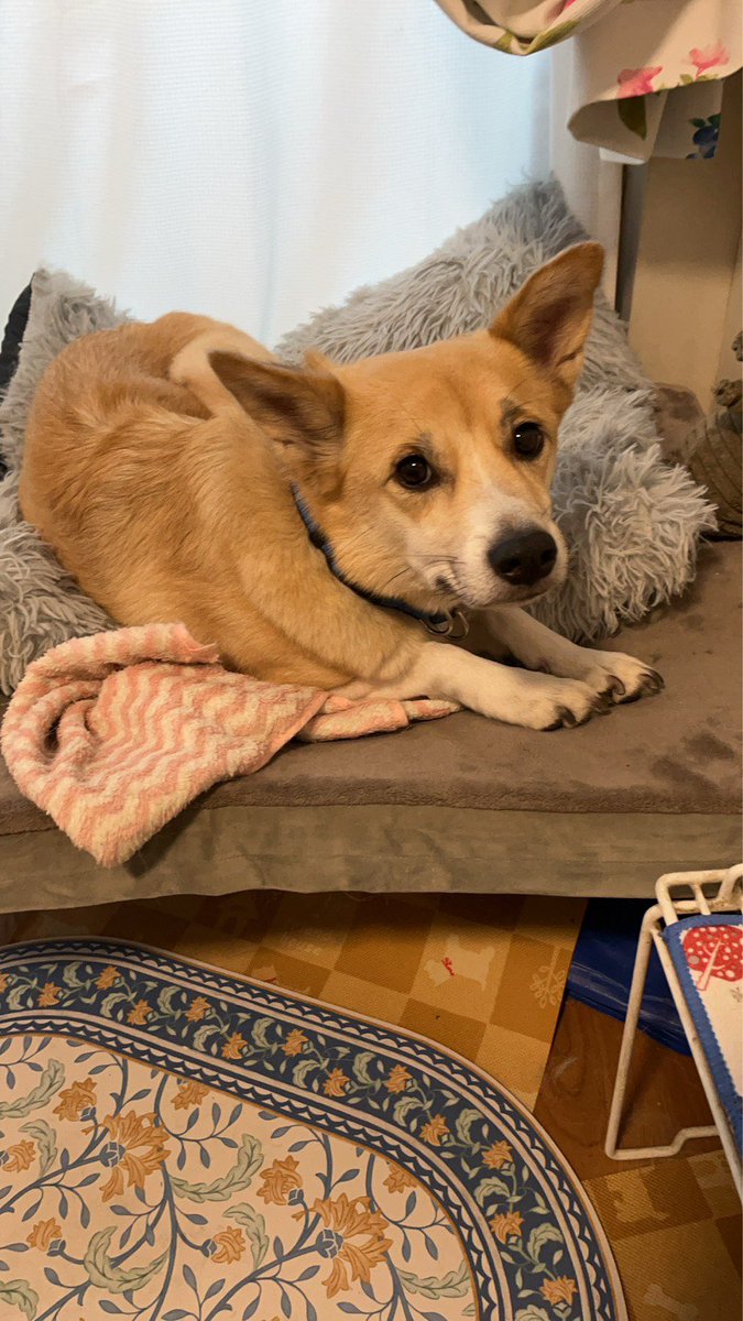 ペット探偵プライベートアイ@日本全国にて即日捜索を実施 tweet media