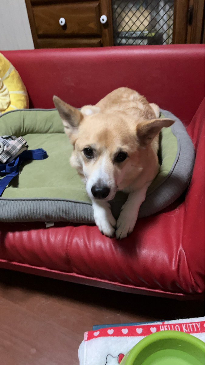 ペット探偵プライベートアイ@日本全国にて即日捜索を実施 tweet media