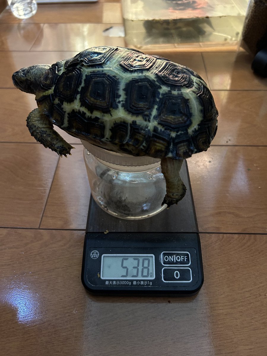 2025.11
♂674g
♀400g

2026.3
♂843g
♀583g

成長が早い。
少し心配になるレベル。
餌はマズリーと野草(ハルノゲシ)。
出したら出しただけ食べる。

1年目から2年目で、環境を変えた点は、「平均温度を下げた」こと。

#スピークセオレガメ