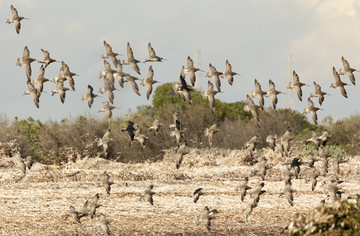 Just a few godwits 🙂
These are spectacular birds. Most of these are bar-tailed godwits but it's possible the group contains the odd black-tailed godwit. I haven't studied it closely.
They tend to gather at Bald Hill Beach in large numbers in March - just ahead of migration.