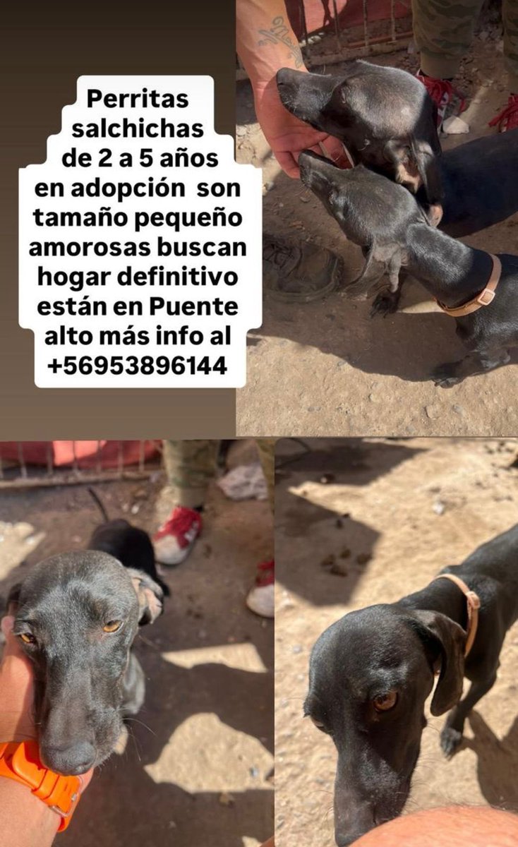 Evelyn_Torres_h's tweet photo. Todos estos hermosos en adopción #santiago rt https://t.co/l34fL97rNo