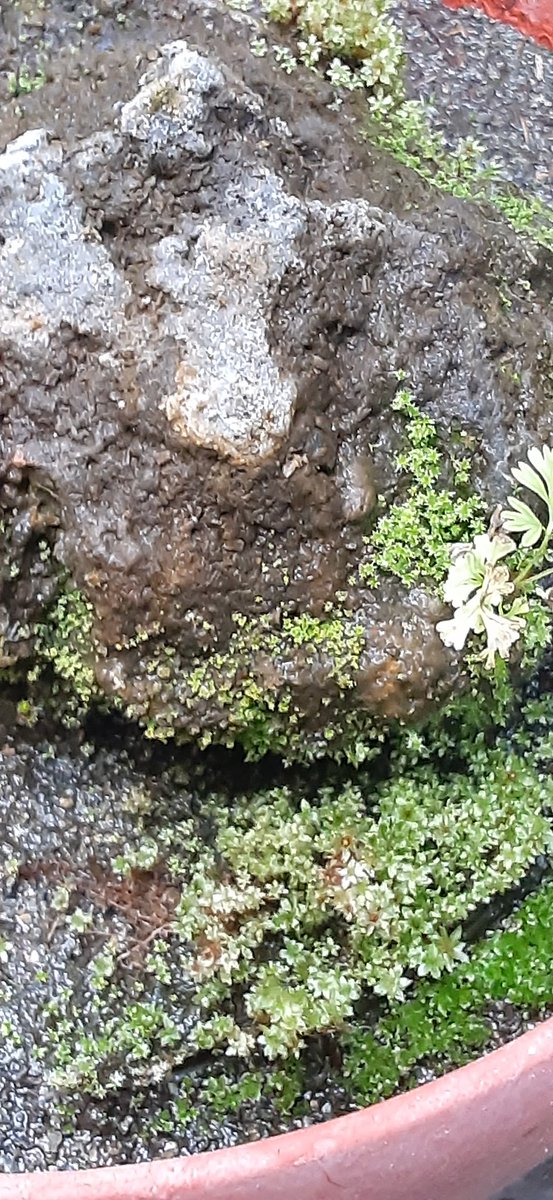 苔のむすまでチャレンジが1000日目に到達 溶岩石に鮮やかな