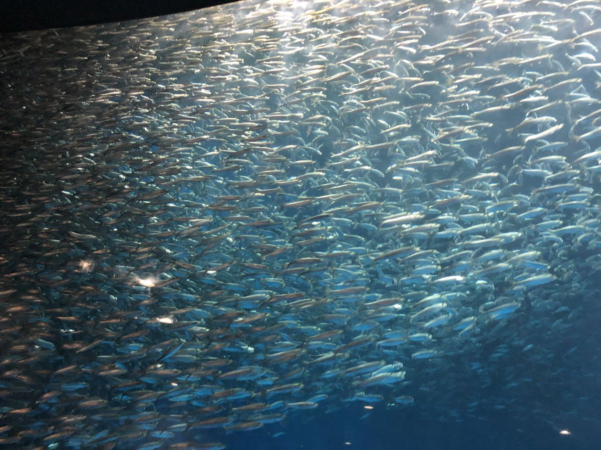 あじっこ📚🏔️資格迷走難民💡🏯 tweet media