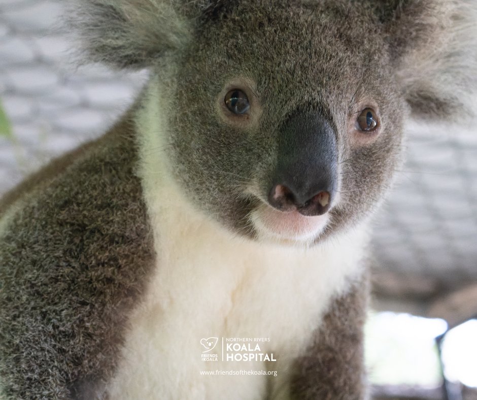 Friendsofthekoala tweet media